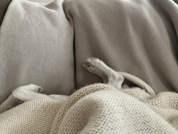 A pair of small dog paws and a tail are visible peeking out from under a cozy blanket. The background consists of multiple blankets in neutral tones such as beige and grey, creating a warm and comfortable setting.