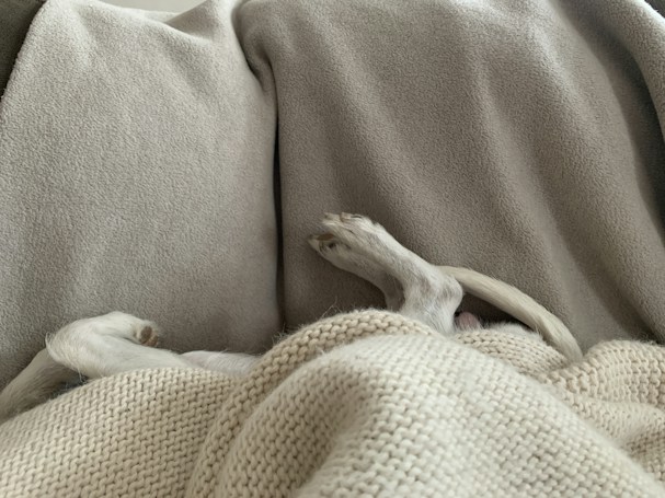 A pair of small dog paws and a tail are visible peeking out from under a cozy blanket. The background consists of multiple blankets in neutral tones such as beige and grey, creating a warm and comfortable setting.