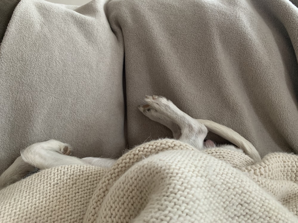 white short coated dog lying on brown textile