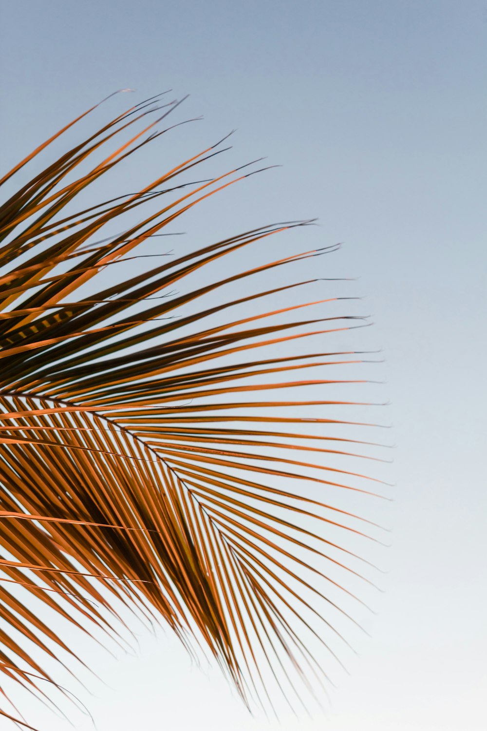 Braune Palme unter weißem Himmel