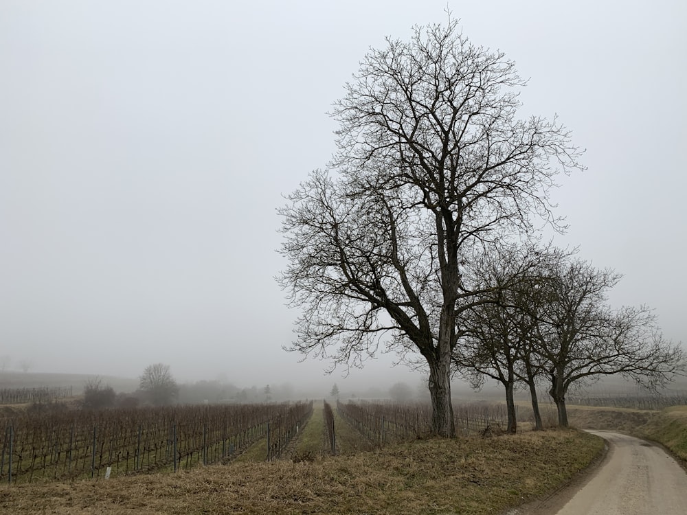 leafless tree on green grass field