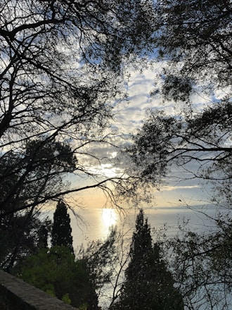 A serene seaside background with walnut tree branches framing the view, symbolizing strength and calm.