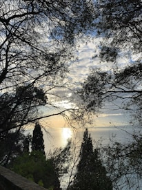 A serene coastal scene captured through silhouetted tree branches, with a subtly illuminated sky from the setting or rising sun reflecting on the tranquil sea. The dense foliage frames the view, with cypress trees visible in the background adding to the natural beauty.