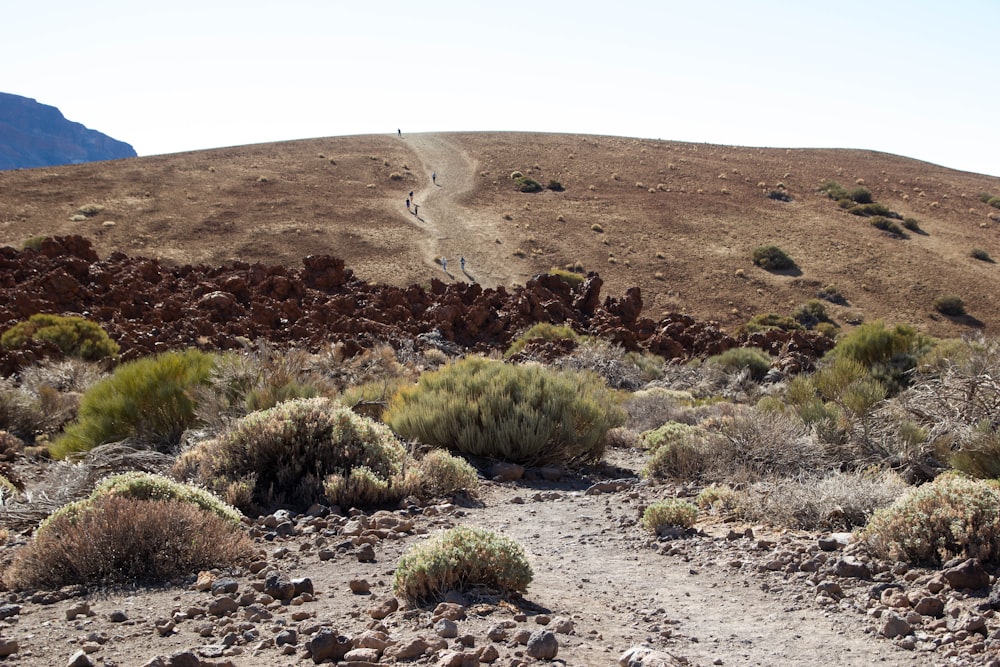 green and brown grass on brown sand during daytime