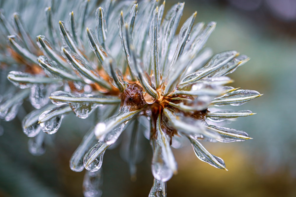 white flower in macro lens