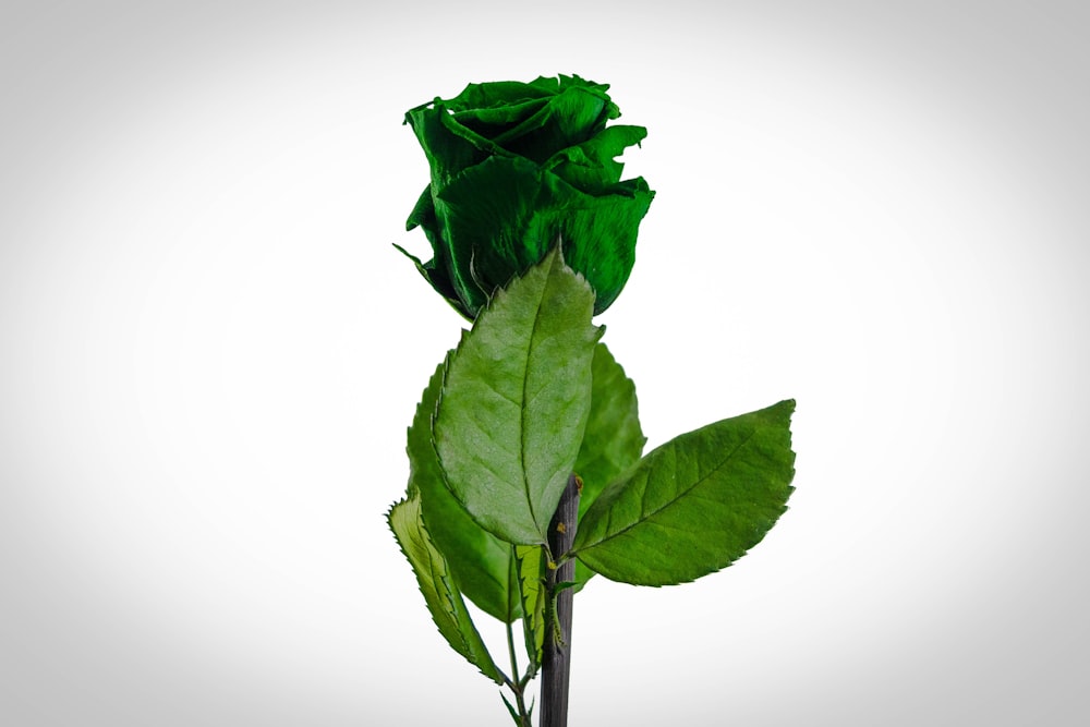 green leaf on white surface