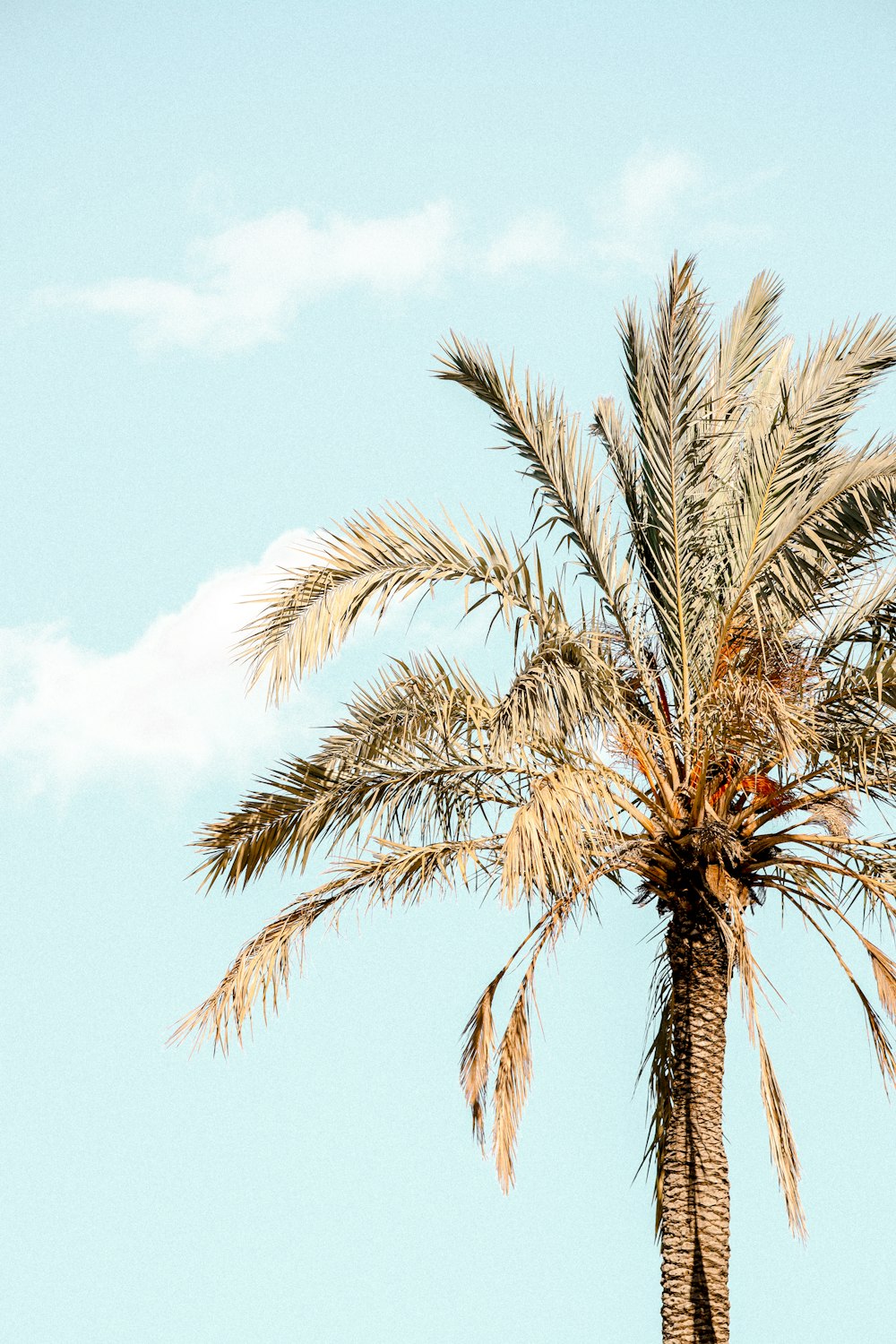 palm tree under blue sky during daytime