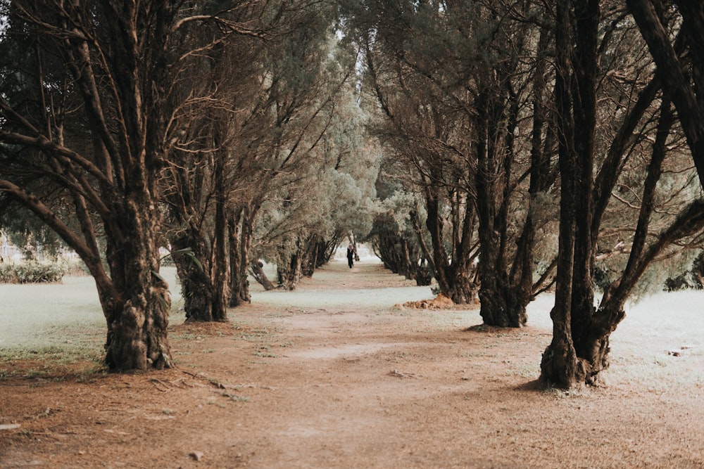 Un chemin de terre entouré de nombreux arbres