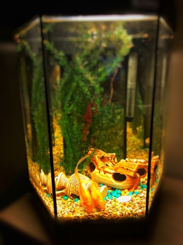 An aquarium with brightly colored pebbles at the bottom, lush green aquatic plants, and decorative items such as a ceramic shipwreck and a large shell. Two goldfish swim peacefully in the tank, highlighted by the aquarium's warm lighting.