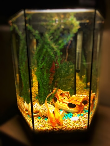 An aquarium with brightly colored pebbles at the bottom, lush green aquatic plants, and decorative items such as a ceramic shipwreck and a large shell. Two goldfish swim peacefully in the tank, highlighted by the aquarium's warm lighting.
