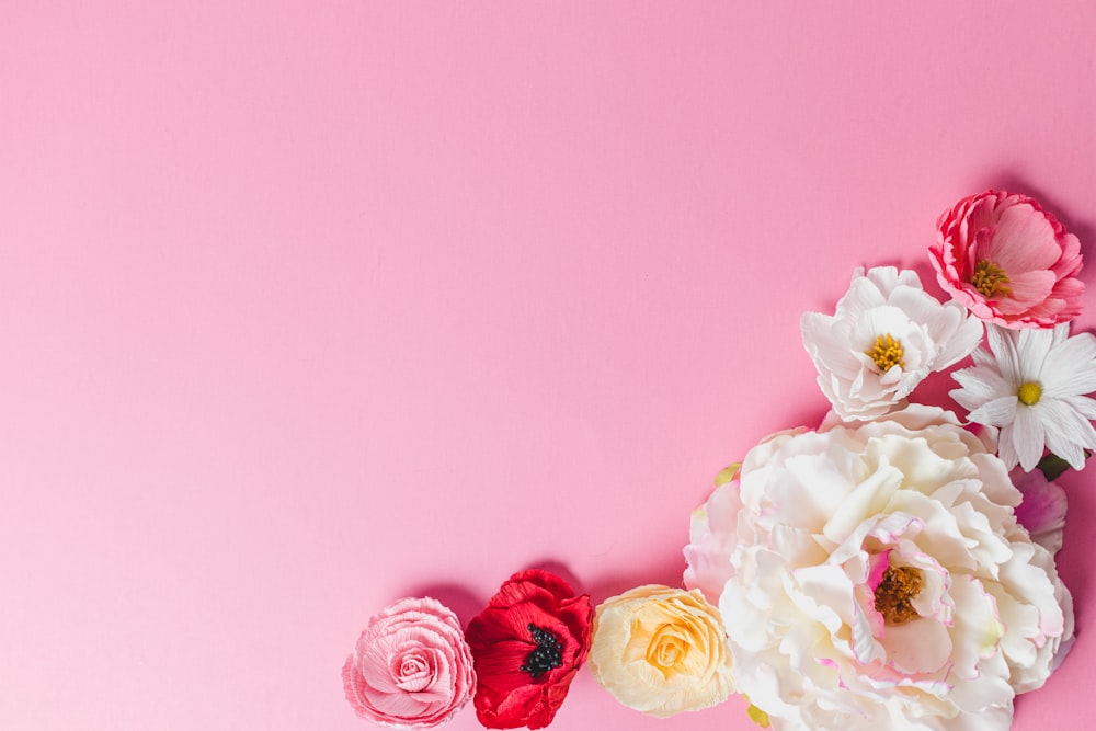 white and pink roses on pink wall