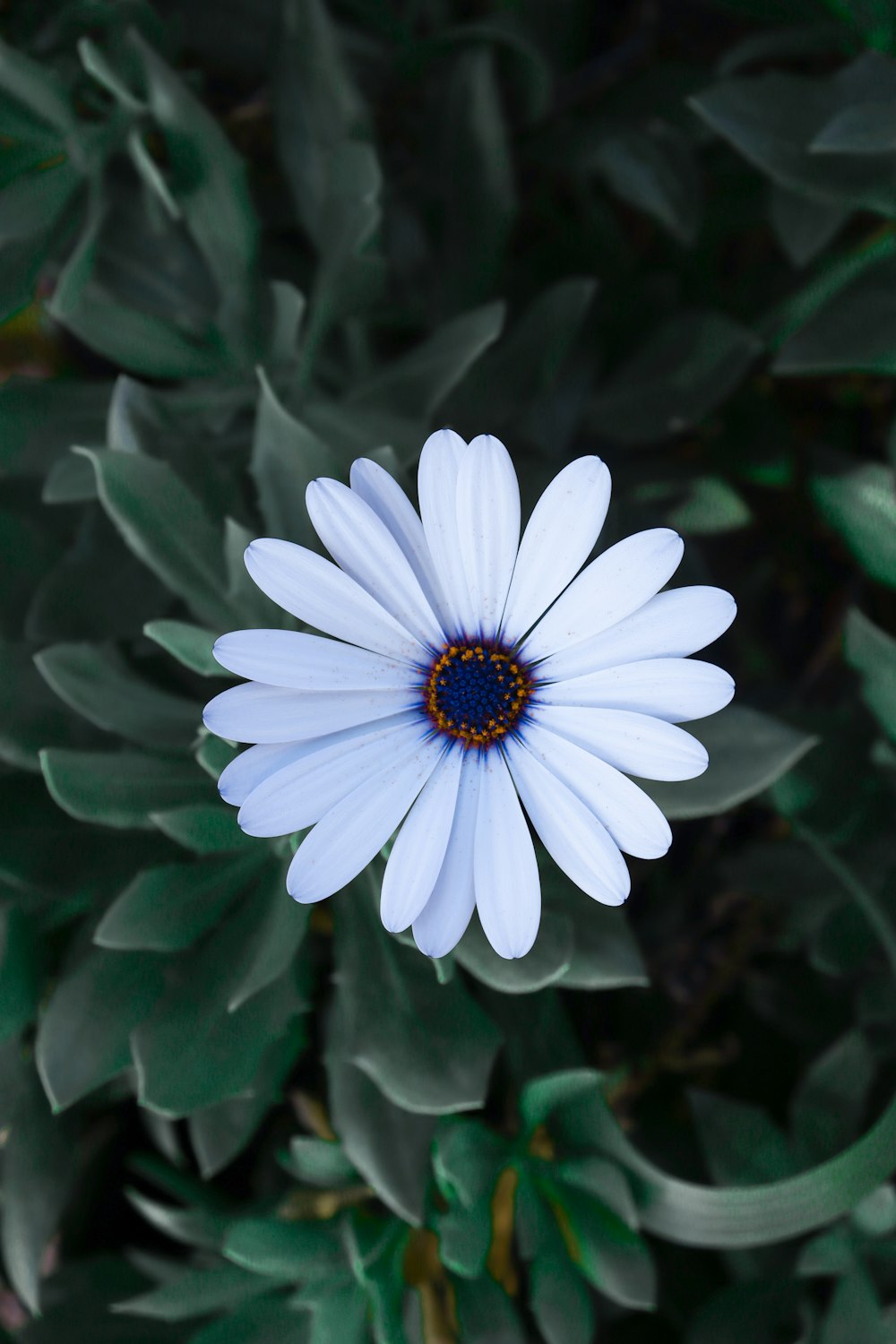 white flower with green leaves