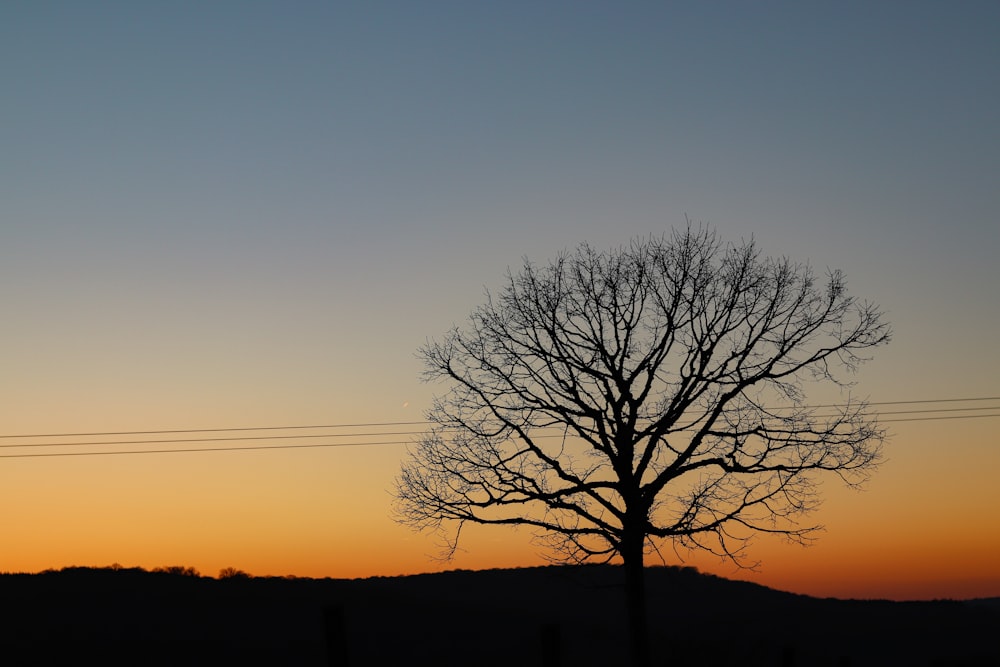 silhouette of bare tree during sunset