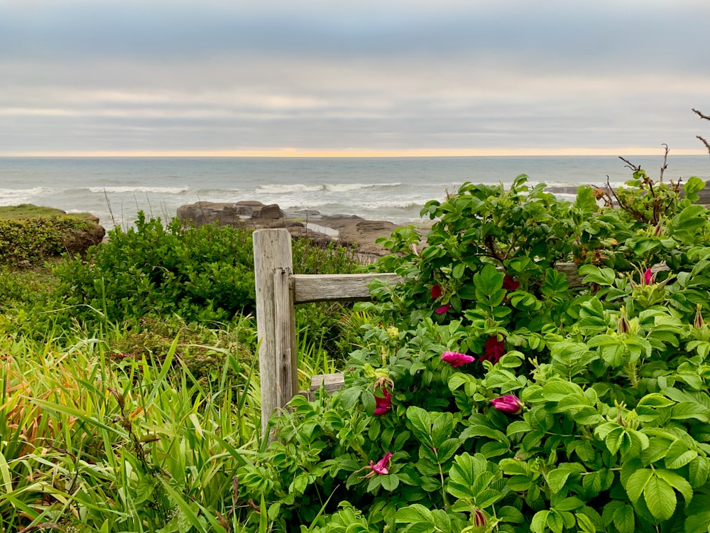 red flowers near brown wooden fence during daytime