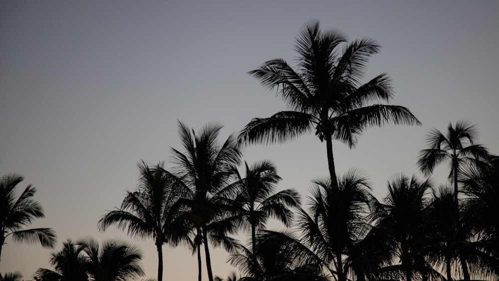 palm trees under blue sky during daytime