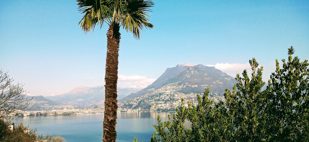 Palmier près du plan d’eau et de la montagne pendant la journée