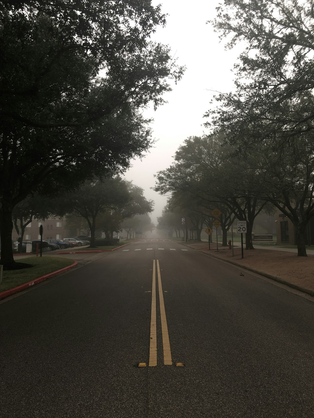 empty road between trees during daytime
