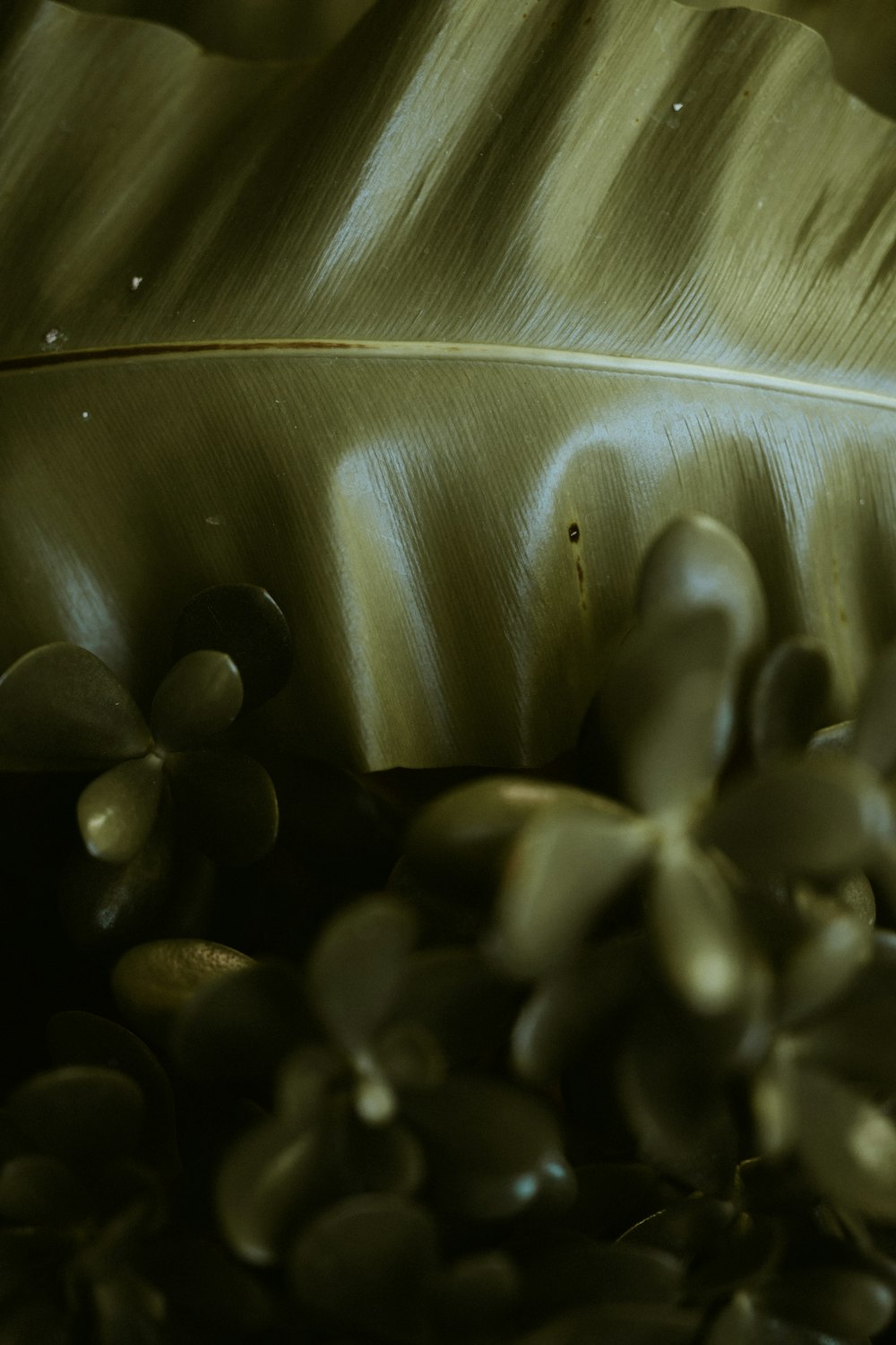 brown and white feather in close up photography