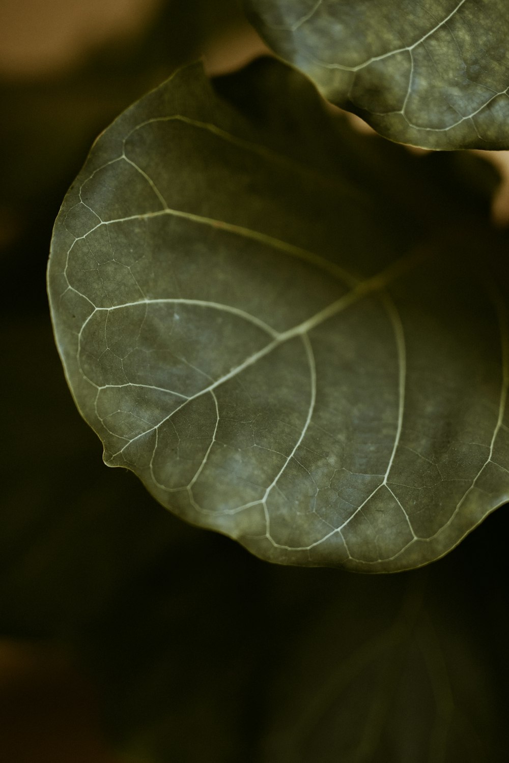 green leaf in close up photography