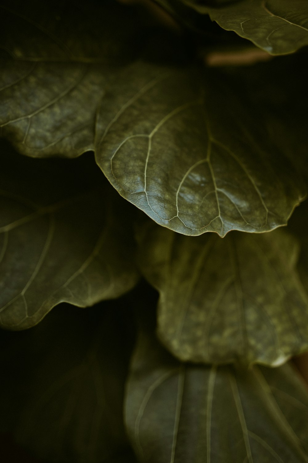 Hoja verde en la fotografía de primer plano