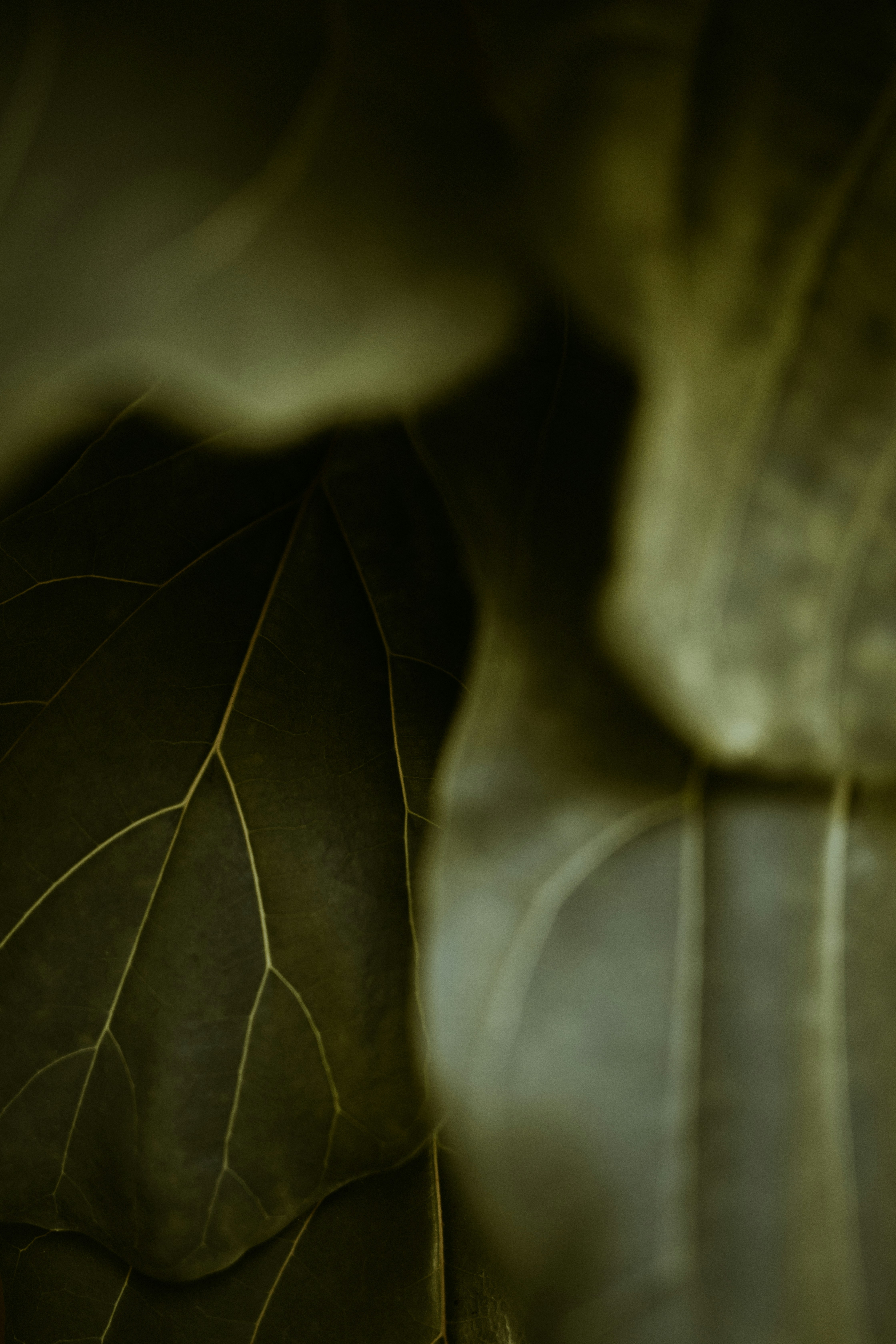 syndrome du nid vide