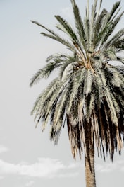 green palm tree under white sky during daytime