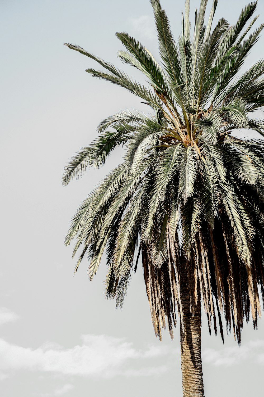 green palm tree under white sky during daytime