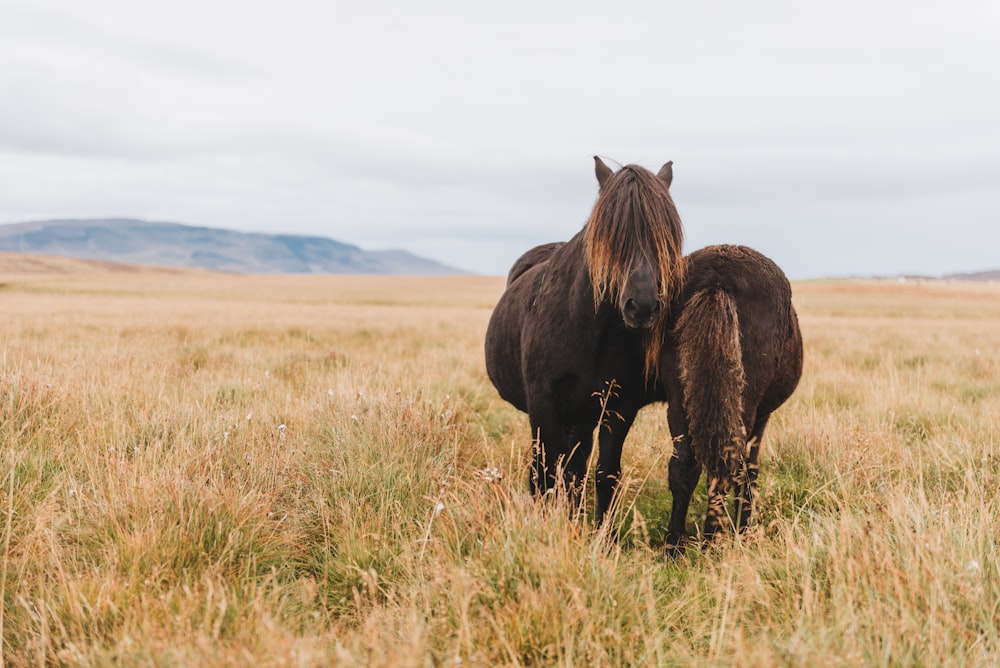 black horse on brown grass field during daytime