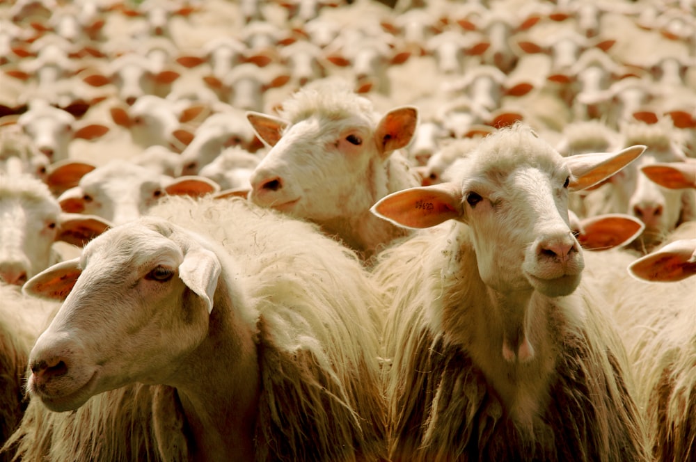 white sheep on brown grass field during daytime