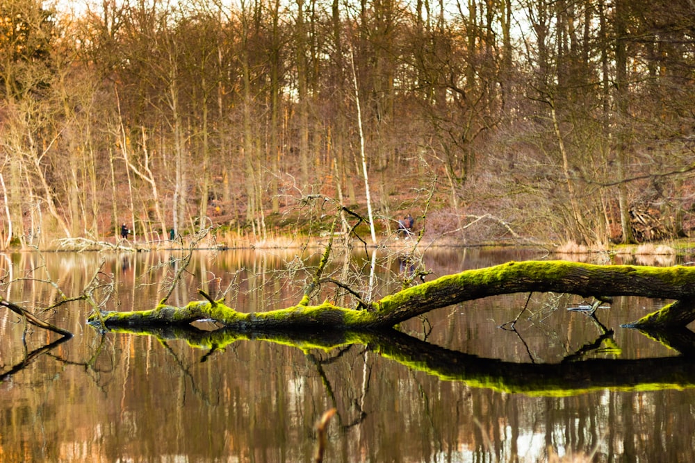 brown tree branch on body of water during daytime