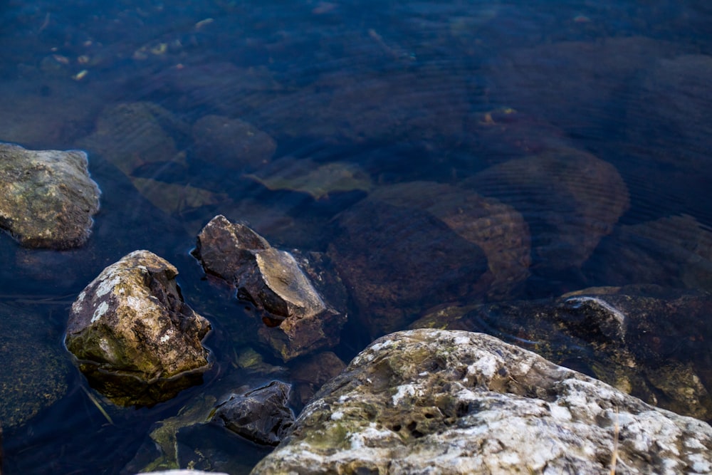 brown and gray rocks on water