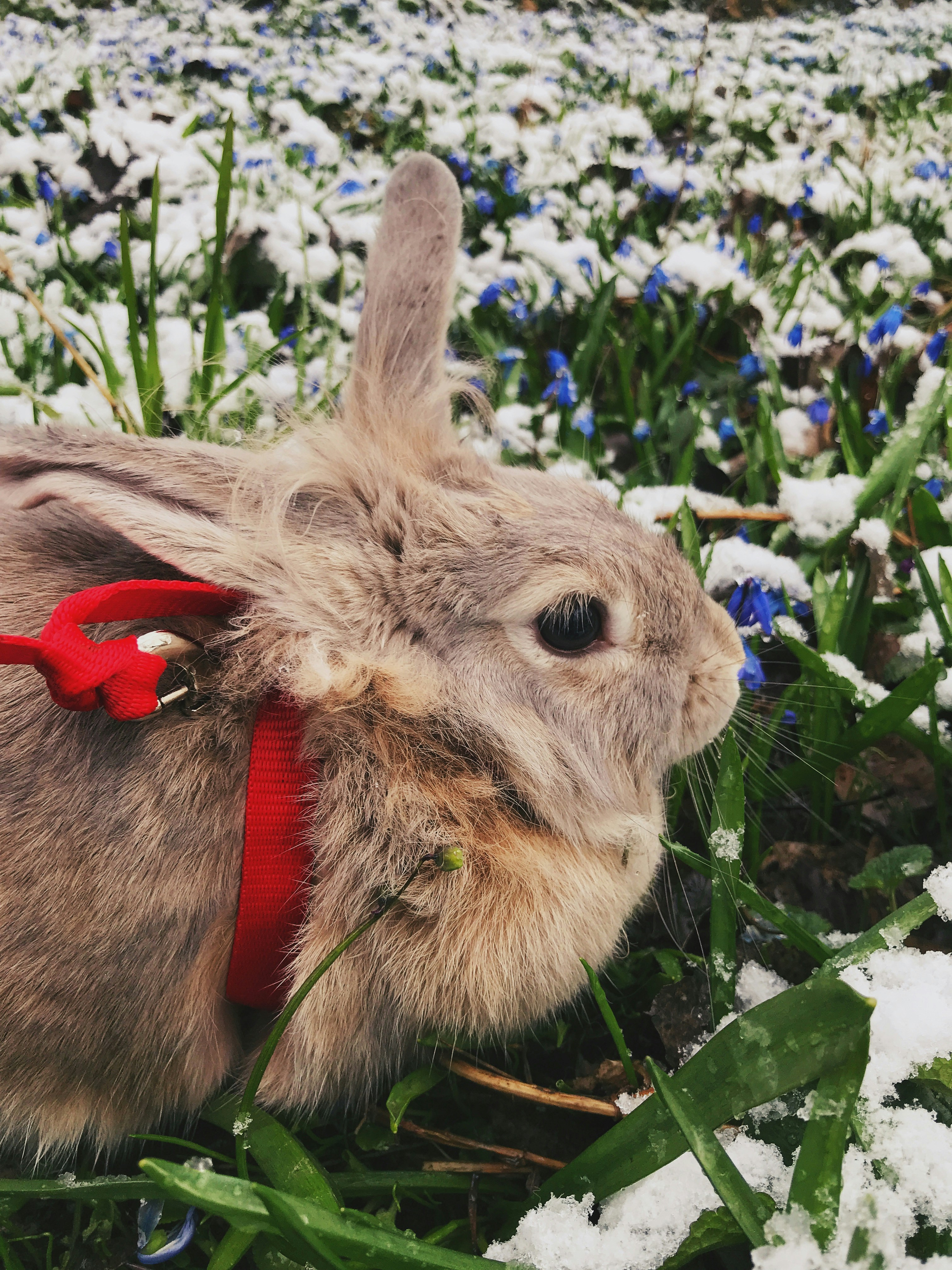 brown rabbit on blue flowers
