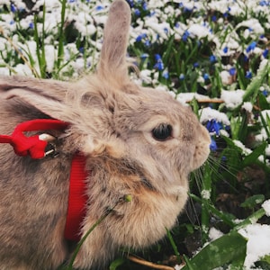 brown rabbit on blue flowers