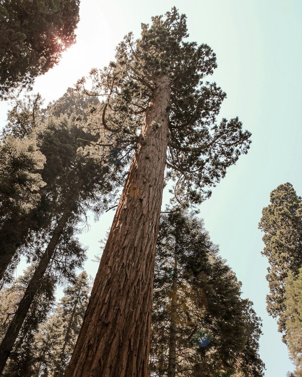 brown and green trees under blue sky during daytime