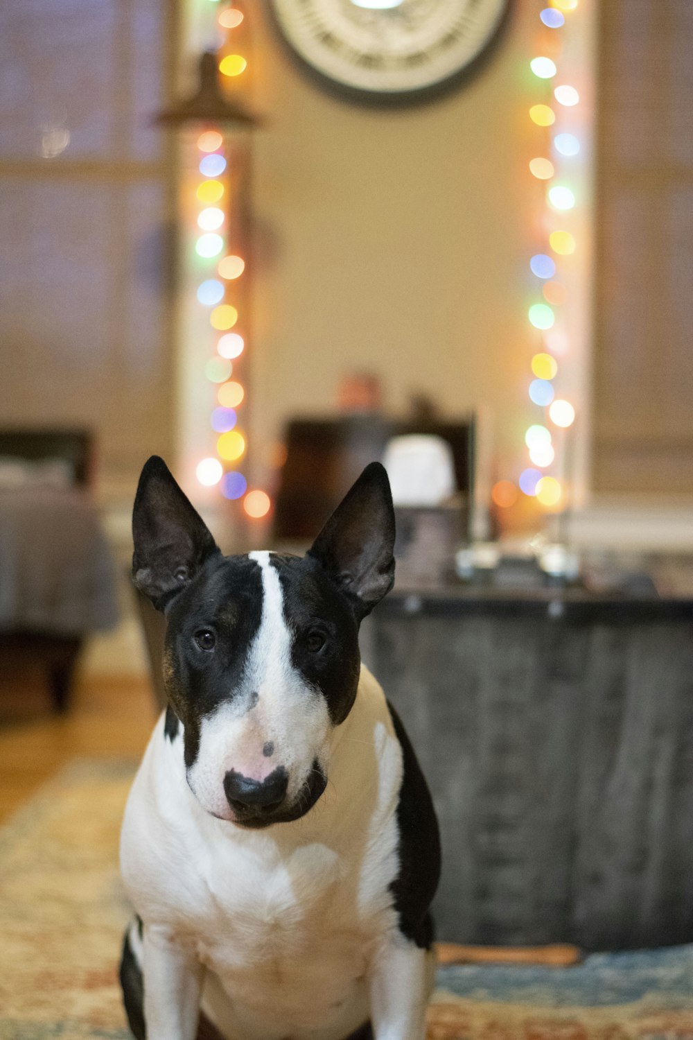 white and black short coated dog