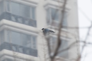 A bird with black, white, and gray colors is flying amidst an urban background. The blurred view of a tall building with multiple windows can be seen in the distance, while branches in the foreground create a sense of depth.