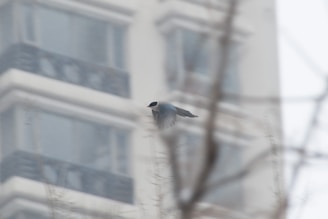 A bird with black, white, and gray colors is flying amidst an urban background. The blurred view of a tall building with multiple windows can be seen in the distance, while branches in the foreground create a sense of depth.