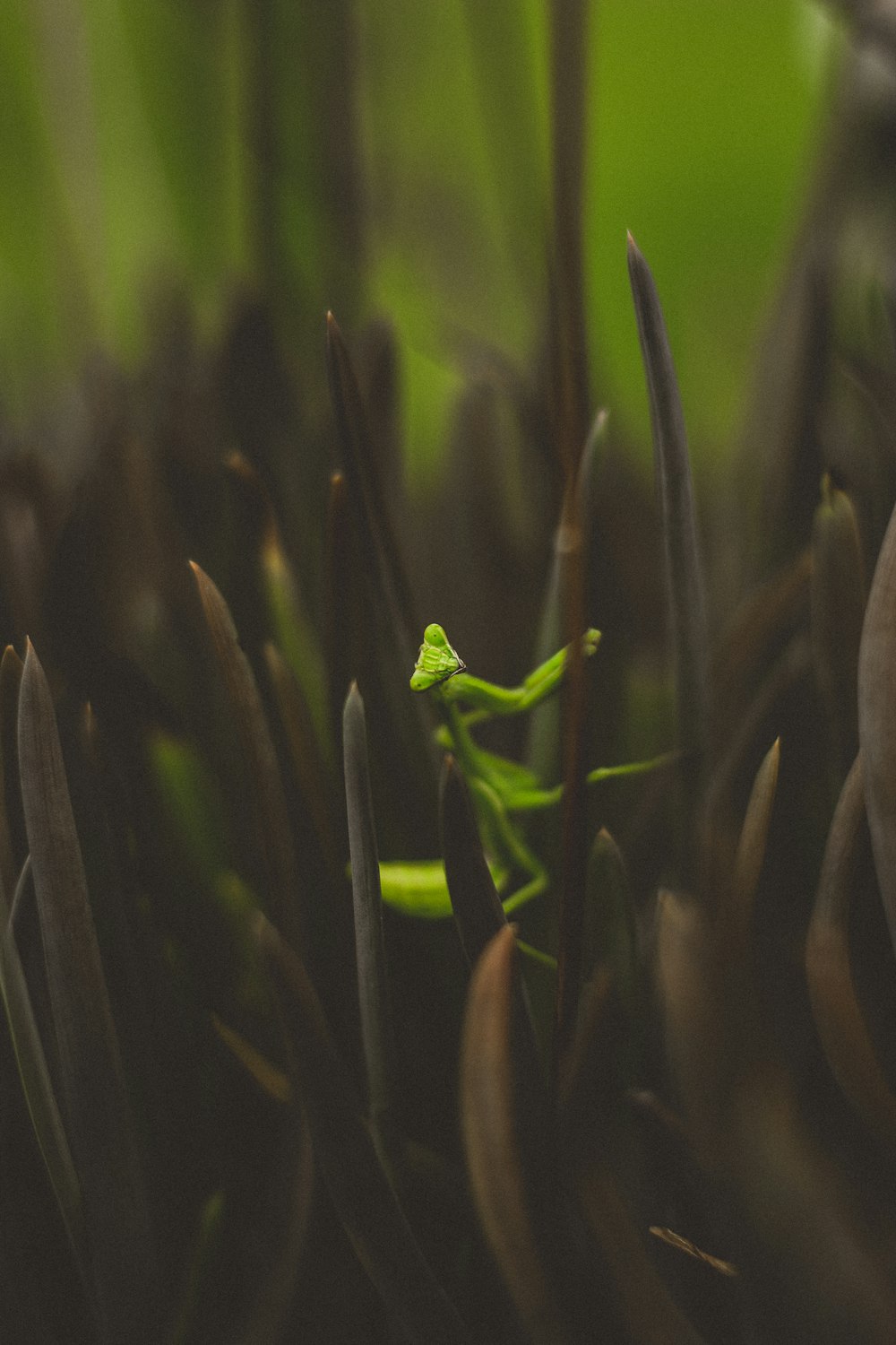 green leaf plant in close up photography