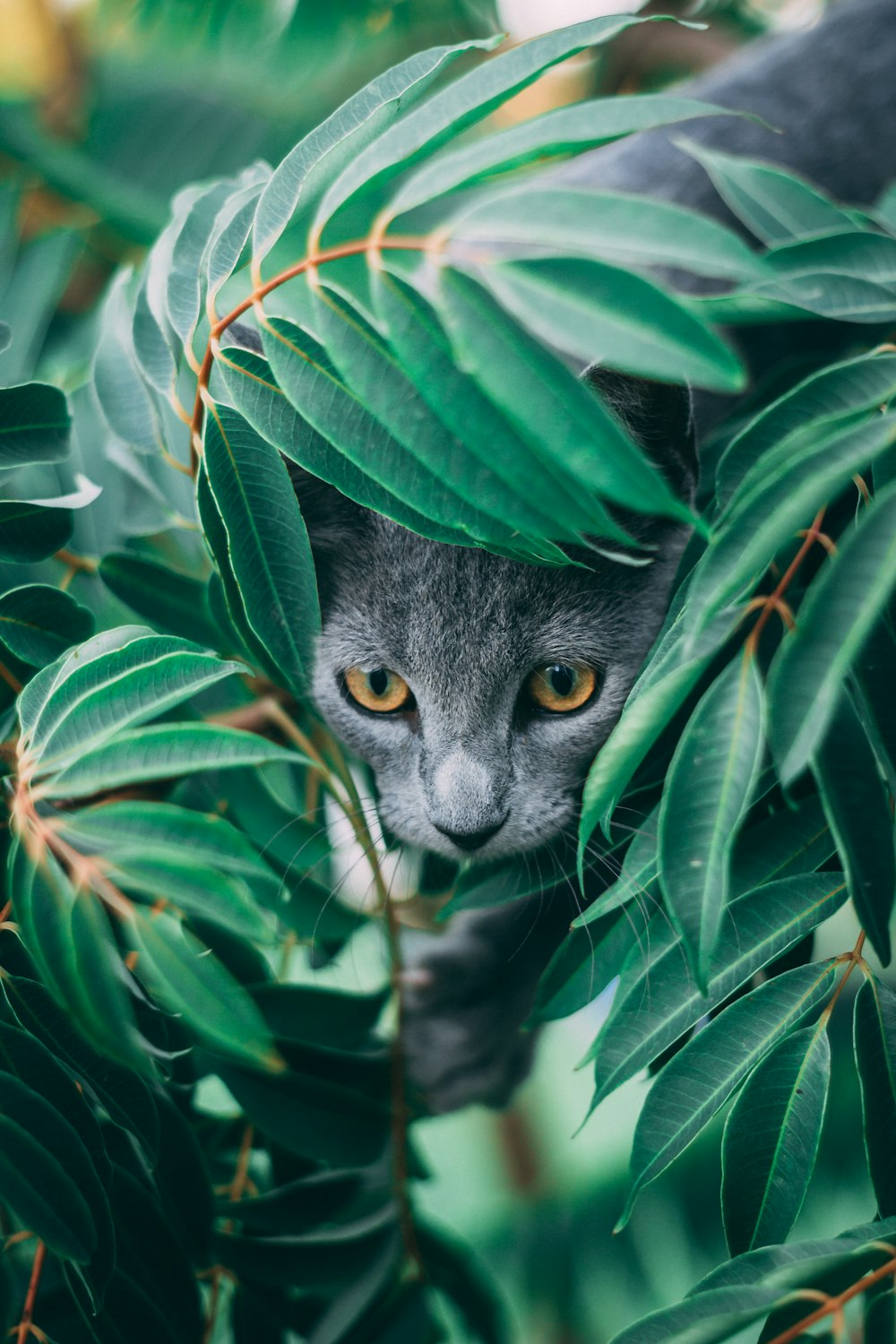 Gatto blu russo su foglie verdi