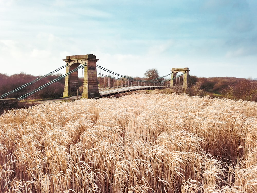 campo de grama marrom perto da ponte durante o dia