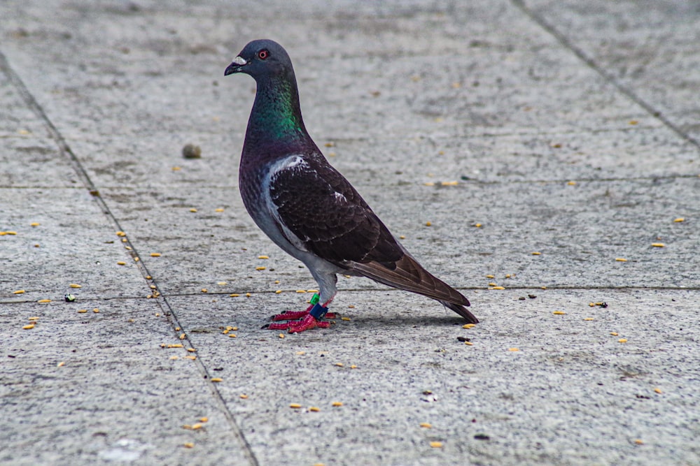 blue and white pigeon on gray concrete floor