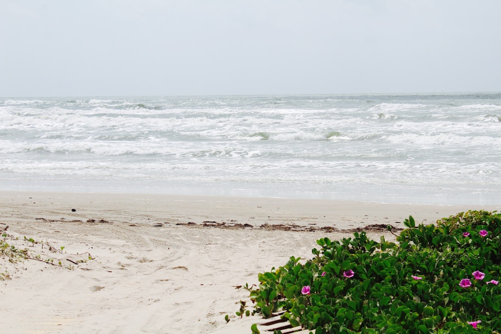 pink flowers on white sand beach during daytime