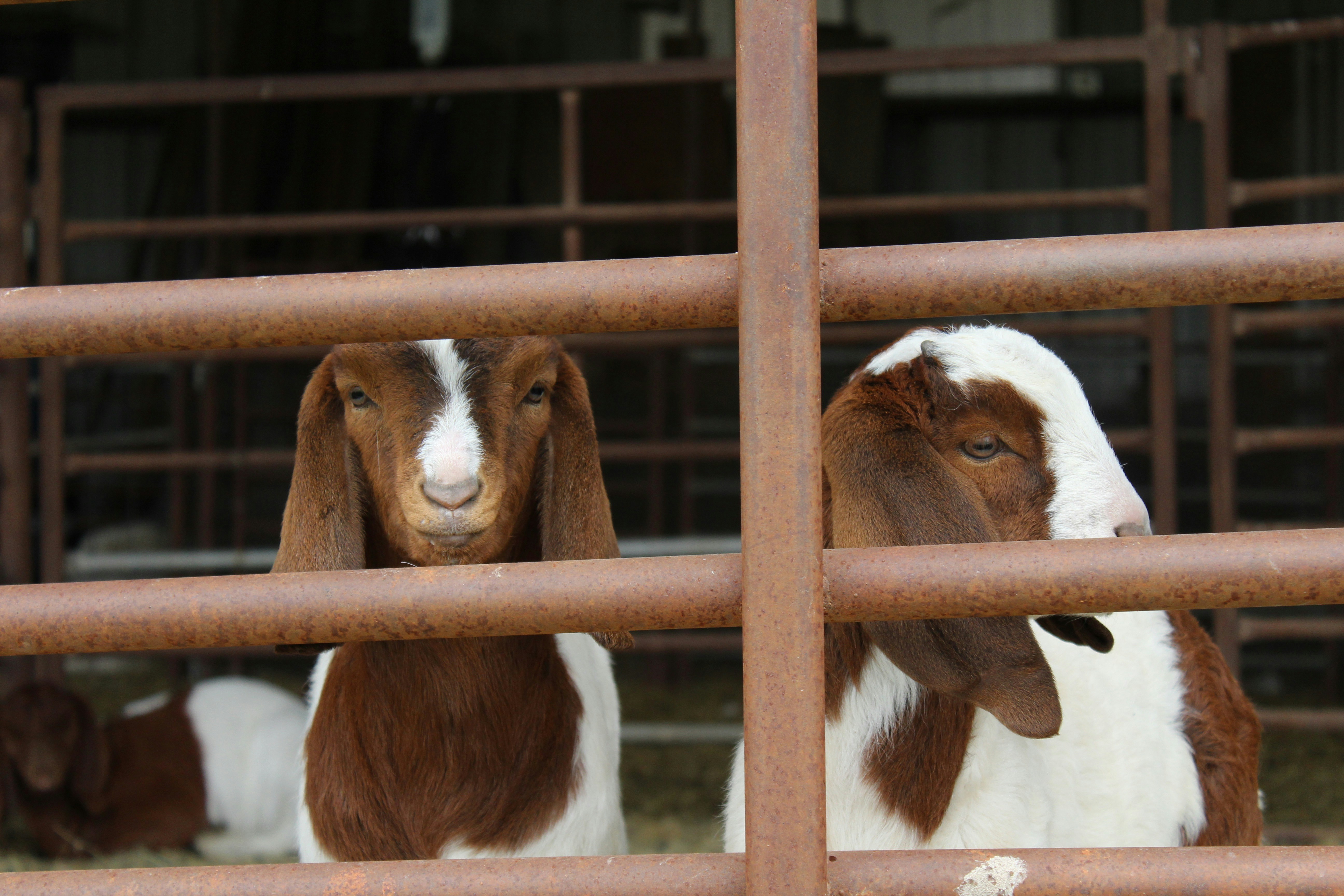 Baby Boer Goats 
