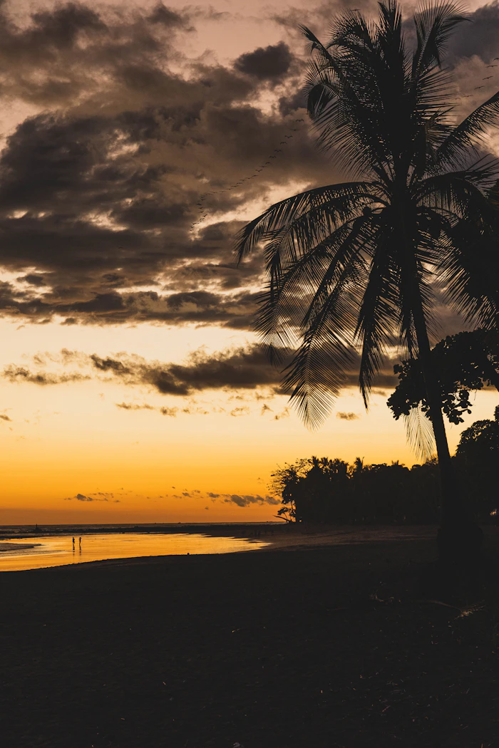 Palmera al atardecer en una playa de Florida