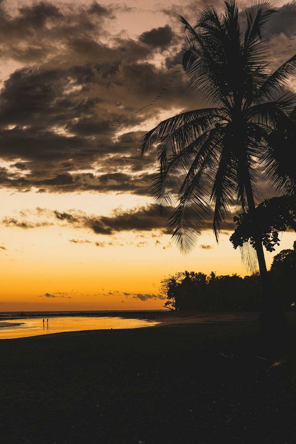 palm tree near body of water during sunset