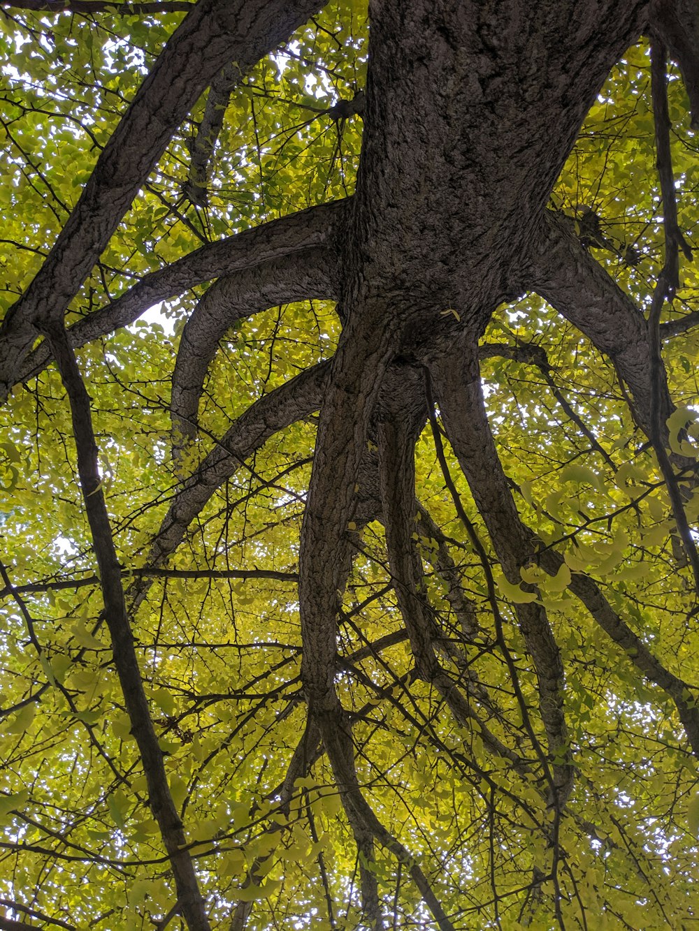 arbre à feuilles vertes pendant la journée