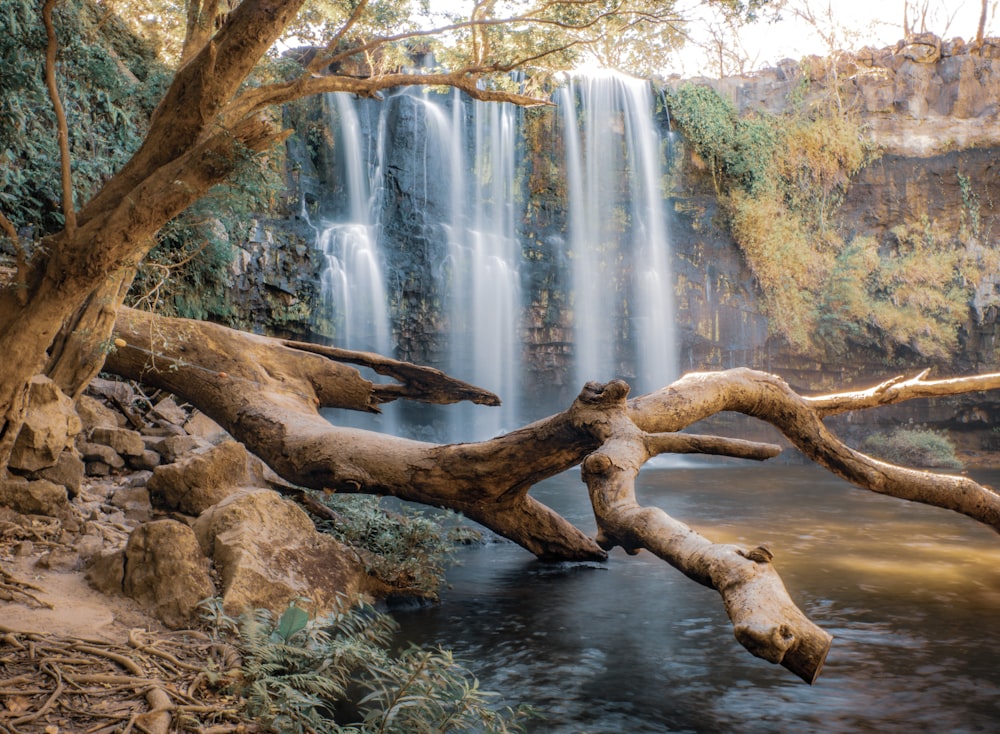 brown tree trunk on water falls