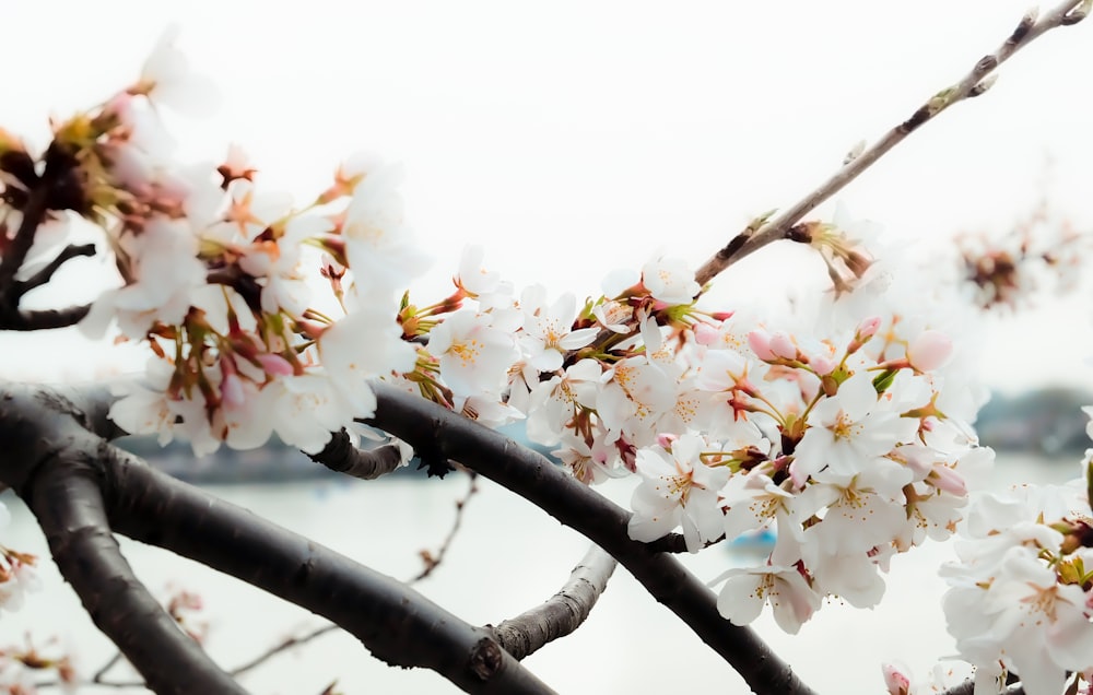 white and yellow flowers on brown tree branch