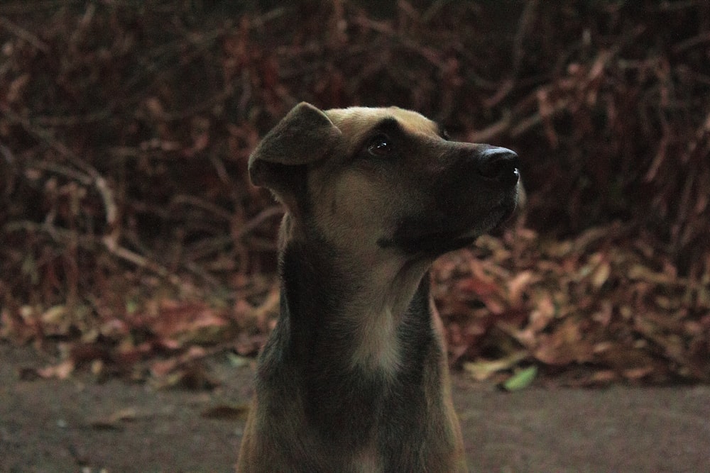 brown and black short coated dog