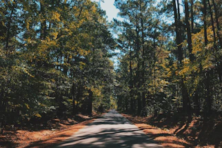 brown pathway between green trees during daytime